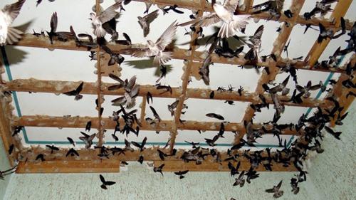 TƯ VẤN KỸ THUẬT NUÔI CHIM YẾN